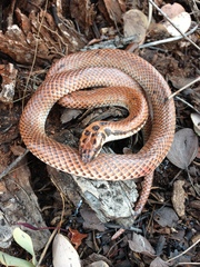 Suta punctata