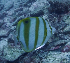 Parachaetodon ocellatus