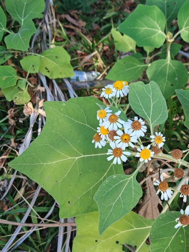 Daisytree (Podachaenium eminens)