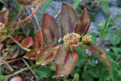 Euphorbia hirta