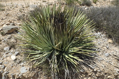 Agave striata striata