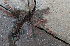 Euphorbia prostrata