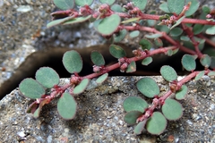 Euphorbia prostrata