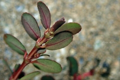 Euphorbia prostrata