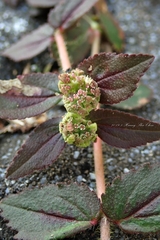 Euphorbia hirta
