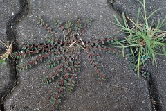 Euphorbia prostrata