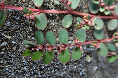 Euphorbia prostrata