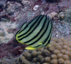Chaetodon octofasciatus