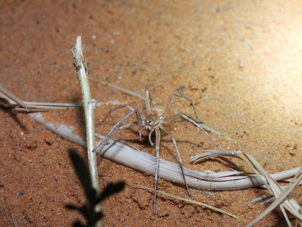 Evippomma rechenbergi