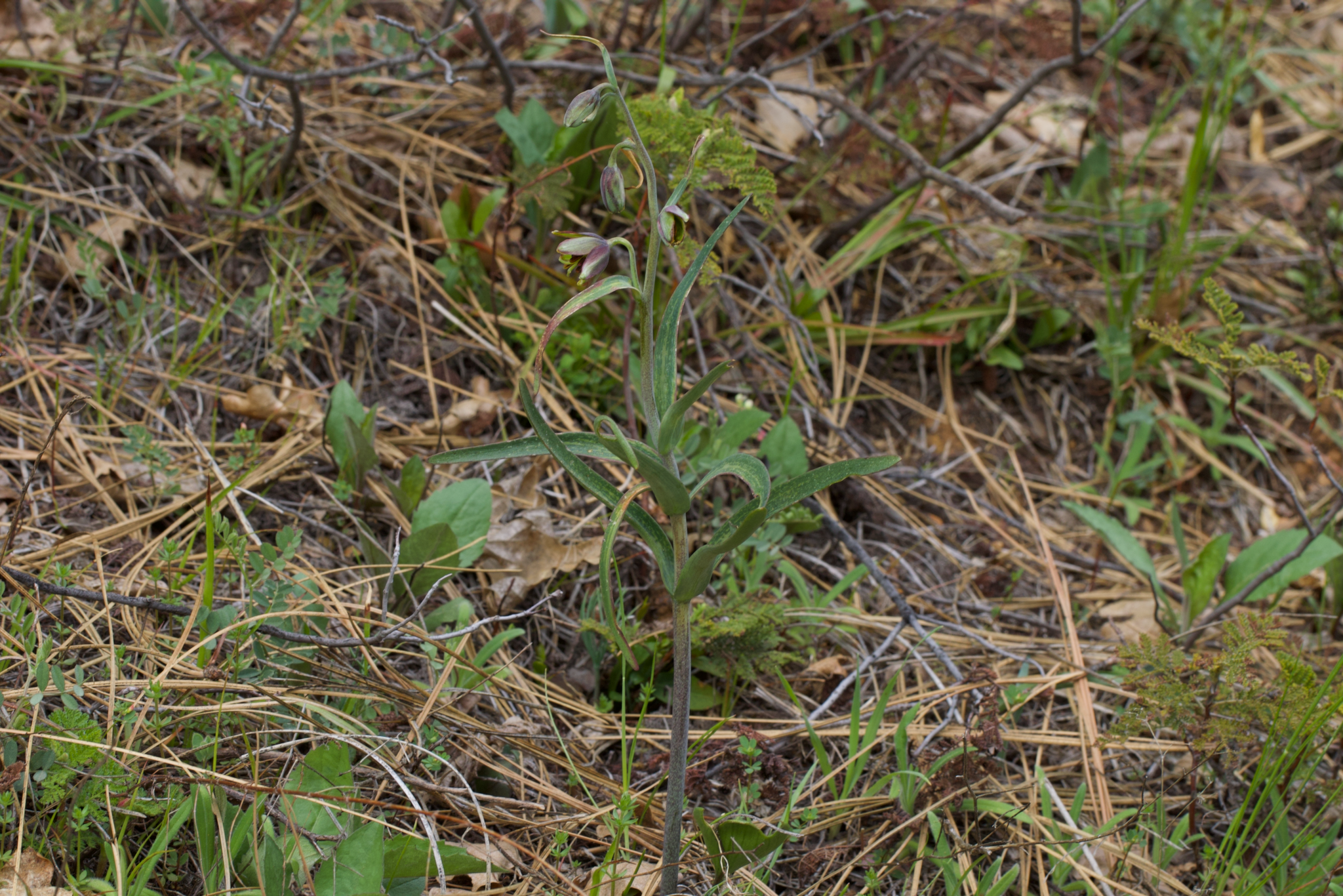 Image of Fritillaria micrantha by (c) Arvel Hernandez, some rights reserved (CC BY)