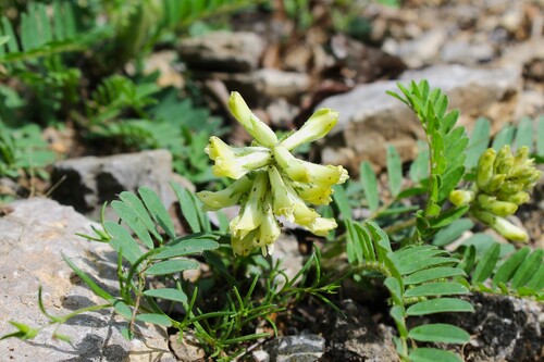Tennessee milkvetch (Astragalus tennesseensis)