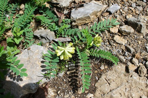 Image of Astragalus tennesseensis by (c) Dominic, some rights reserved (CC BY)