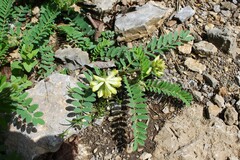 Astragalus tennesseensis, photograph (c) Dominic, some rights reserved (CC BY)