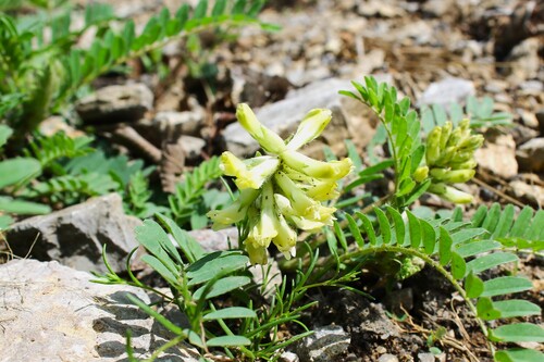 Astragalus tennesseensis, photograph 1