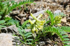 Astragalus tennesseensis, photograph (c) Dominic, some rights reserved (CC BY)