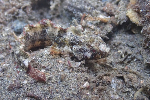 Mexican blenny (Paraclinus mexicanus) — Labrisomidae — 4