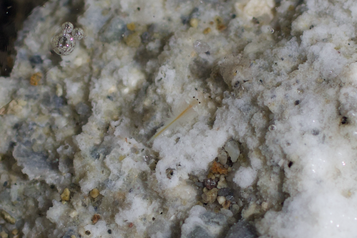 Artemia monica Verrill, 1869