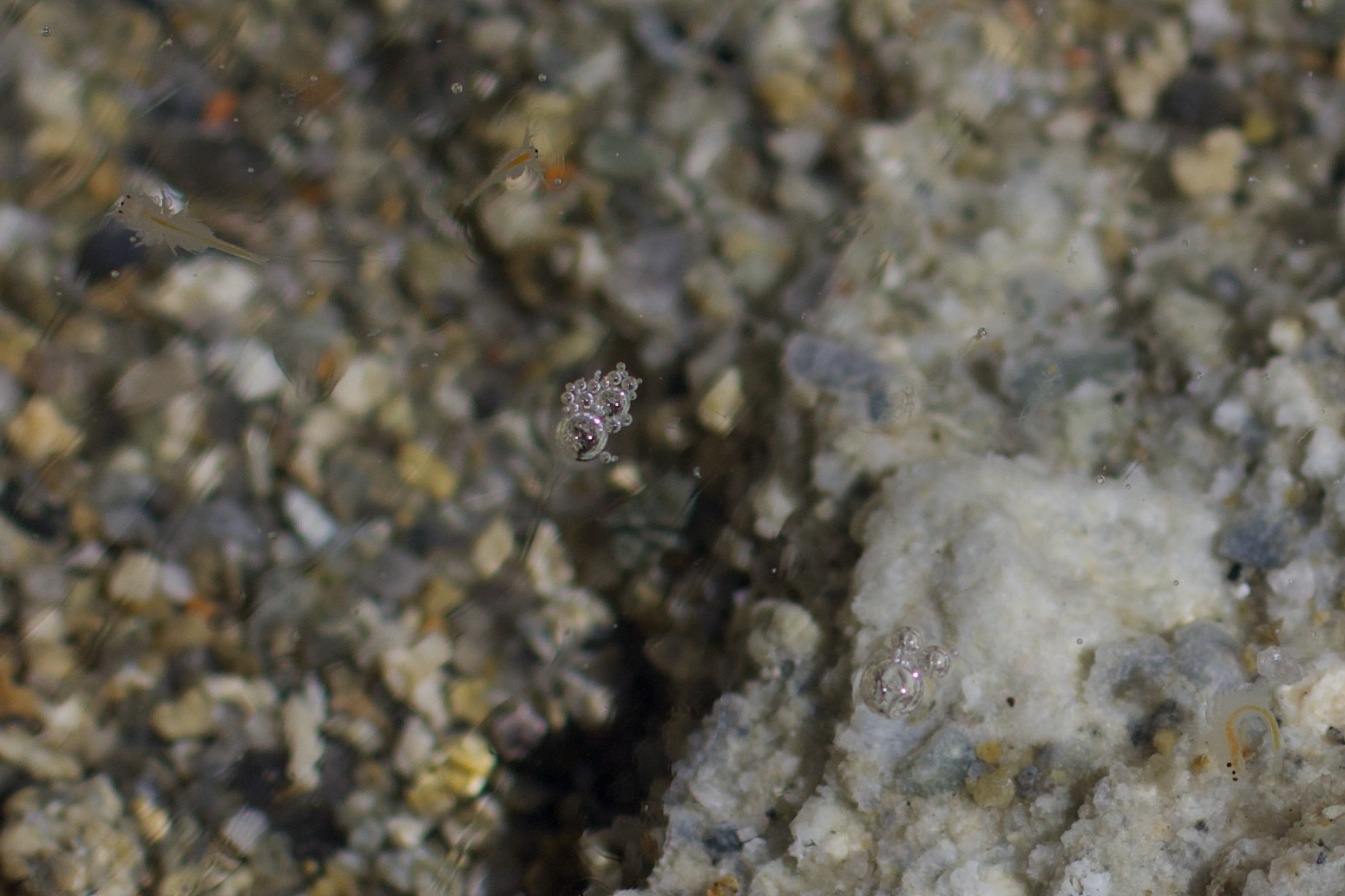 Artemia monica Verrill, 1869