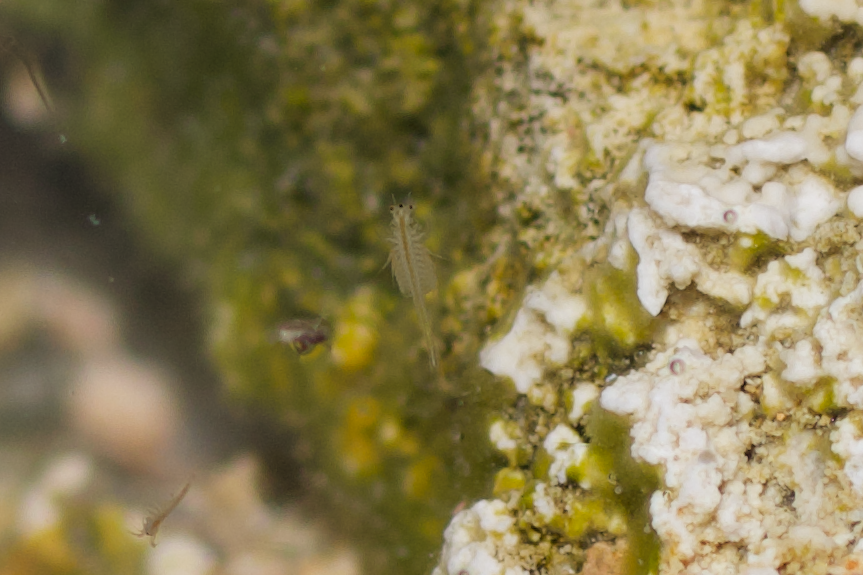Artemia monica Verrill, 1869