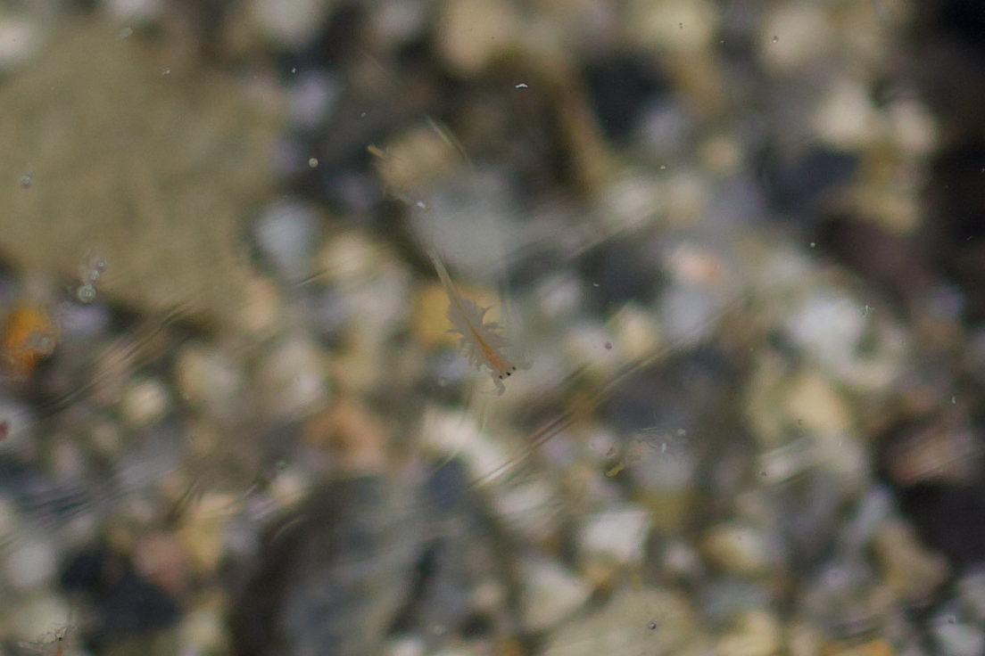 Artemia monica Verrill, 1869