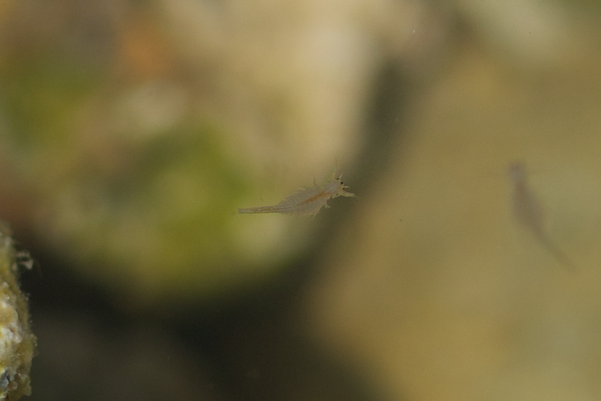 Artemia monica Verrill, 1869