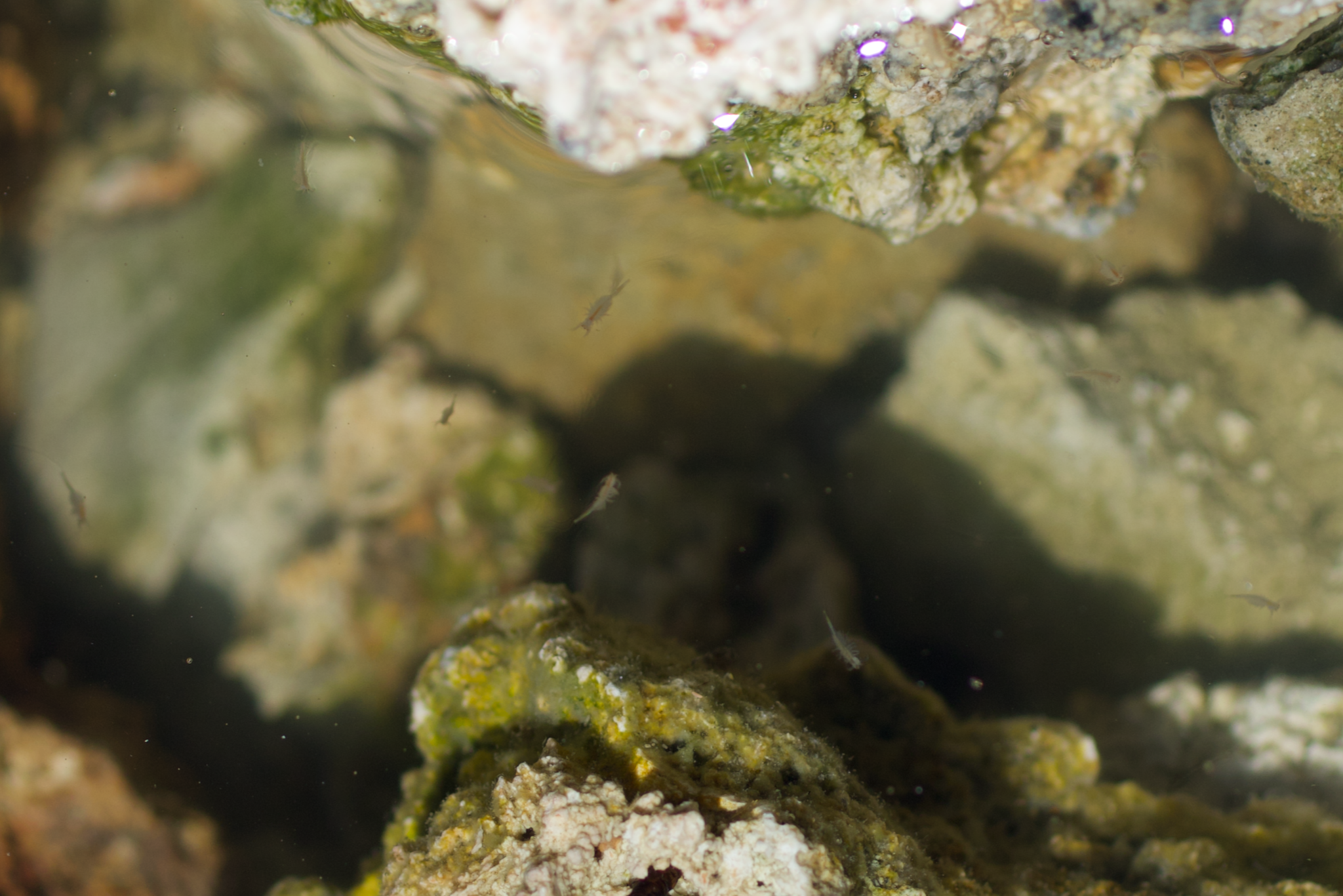 Artemia monica Verrill, 1869