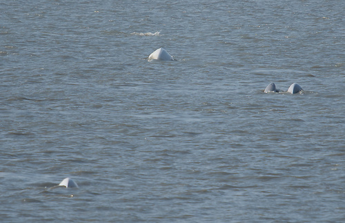 Beluga photographed in Alaska