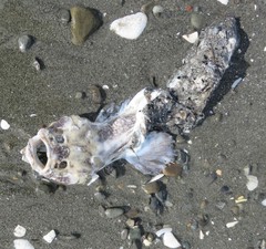 Genyagnus monopterygius