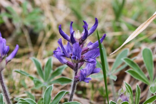 Image of Pediomelum subacaule by (c) Dominic, some rights reserved (CC BY)