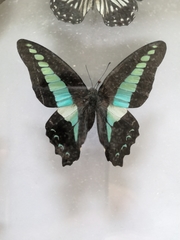 Lepidoptera