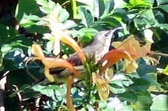 Cinnyris bifasciatus microrhynchus