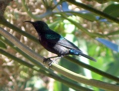 Cinnyris bifasciatus microrhynchus