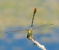 Erpetogomphus compositus