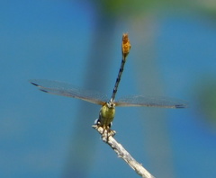 Erpetogomphus compositus