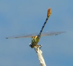 Erpetogomphus compositus