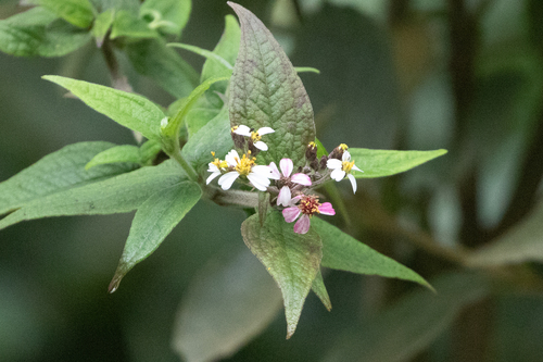 Alloispermum caracasanum, photograph 6