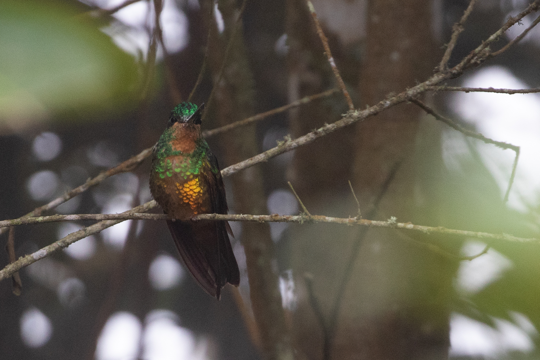 Golden-bellied Starfrontlet (Coeligena bonapartei), photo 1