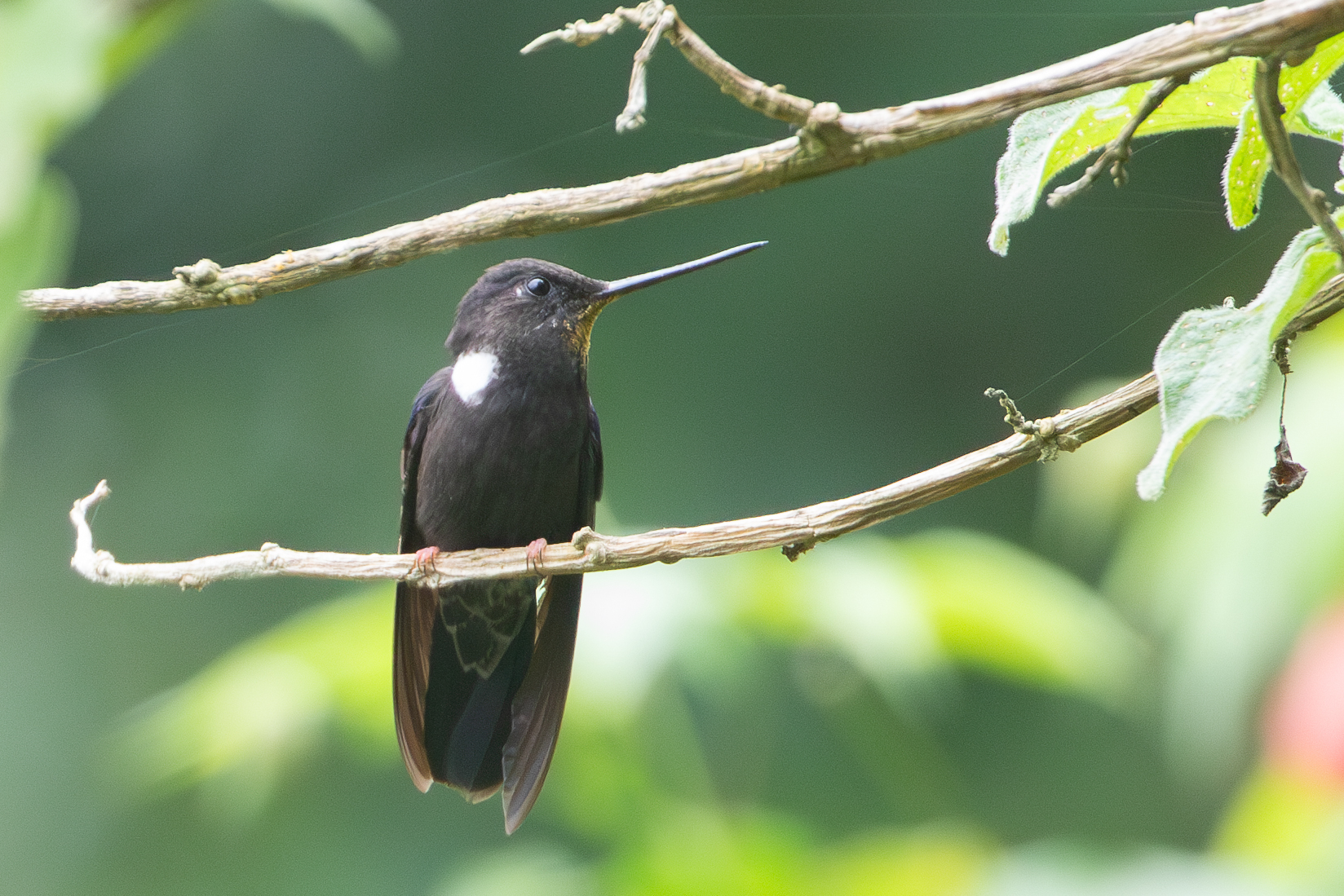 Black Inca (Coeligena prunellei), photo 4
