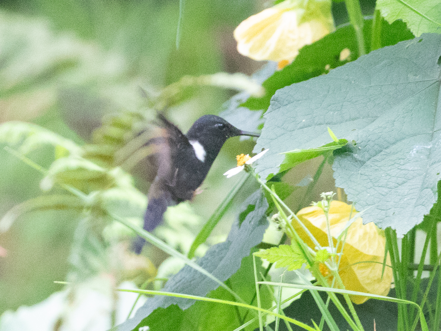 Black Inca (Coeligena prunellei), photo 3