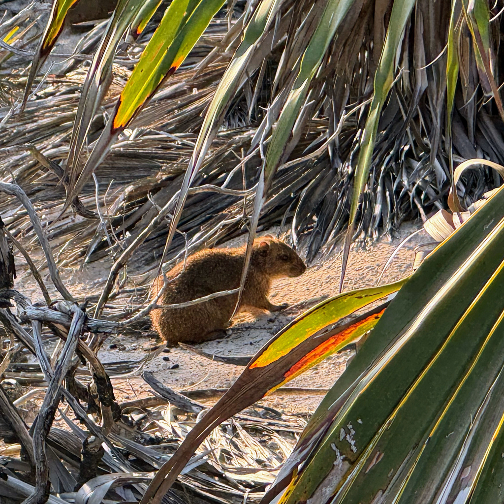 Bahamian Hutia