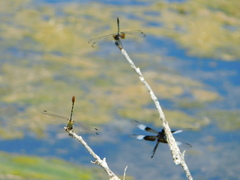 Erpetogomphus compositus