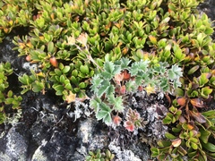 Potentilla nivea