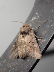 Eriopygini