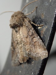 Eriopygini