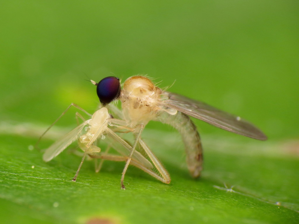 Leptopeza compta