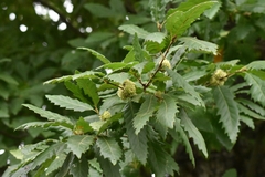Quercus castaneifolia