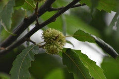 Quercus castaneifolia