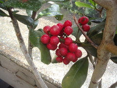 Elingamita johnsonii