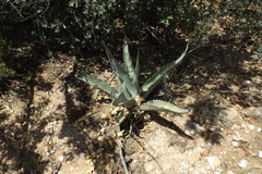 Agave asperrima