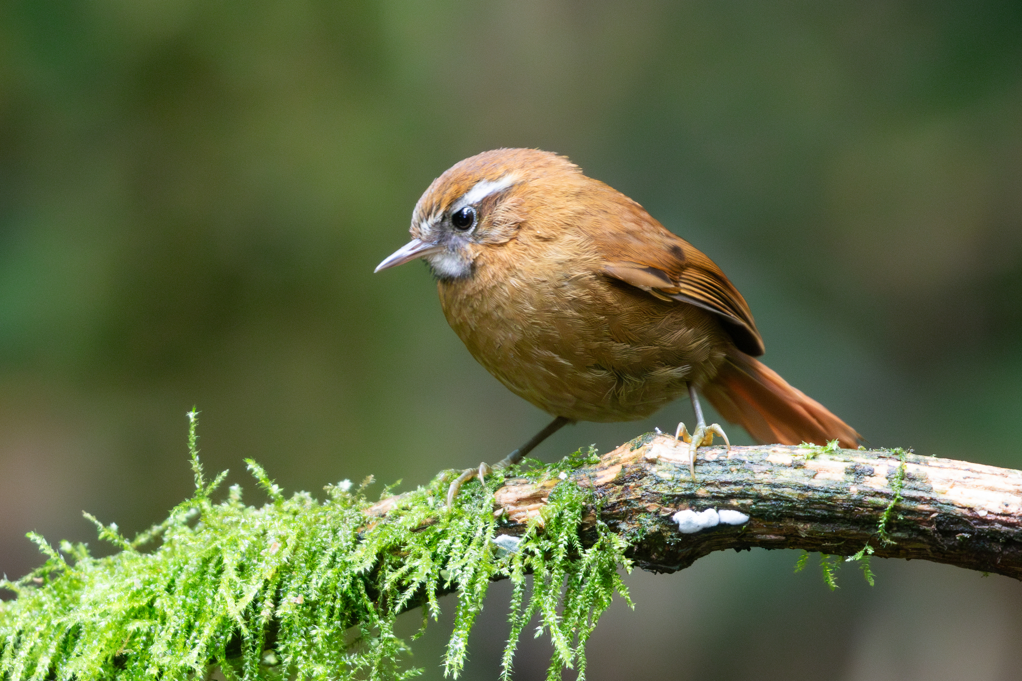 White-browed Spinetail (Hellmayrea gularis), photo 8